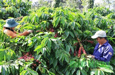 Năng suất, chất lượng cà phê ở xã Thuận An, huyện Đắk Mil vượt trội so với các vùng sản xuất khác.