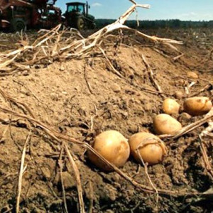Tích cực nghiên cứu giống khoai tây mới chống chịu biến đổi khí hậu 