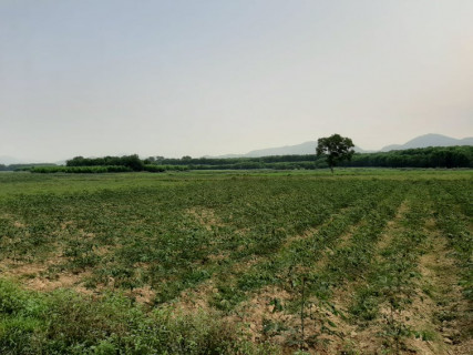 Năm 2021, toàn tỉnh Thừa Thiên - Huế sản xuất cây sắn trên diện tích khoảng 4.198ha.