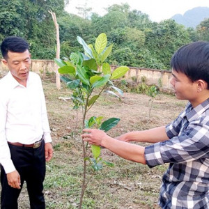 Cải tạo vườn tạp ở Hà Giang: Không nóng vội, dễ làm trước, khó làm sau