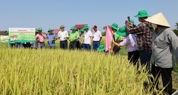 Qua thử nghiệm giống lúa HANA 7 được đánh giá sinh trưởng tốt, khá phù hợp với điều kiện sinh thái, mùa vụ ở địa phương