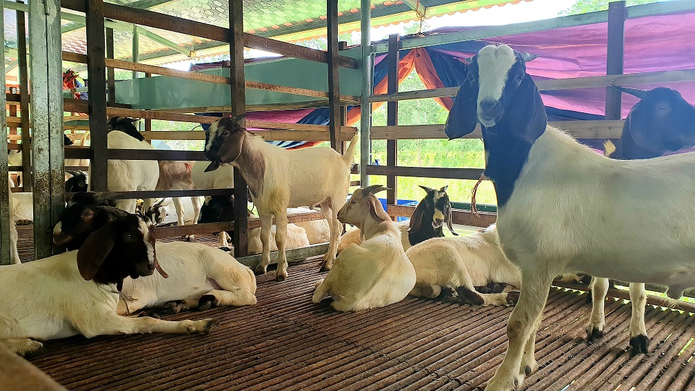 Trang trại dê khép kín quy mô nhất vùng cói Nga Sơn  Tạp chí Chăn nuôi  Việt Nam