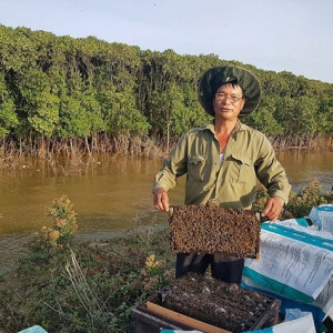 Nuôi ong trong rừng sú vẹt Đa Lộc: Giải pháp khai thác tài nguyên rừng