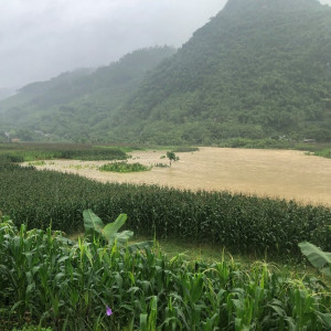 Mưa lũ gây thiệt hại nặng cho ngành Nông nghiệp Tuyên Quang