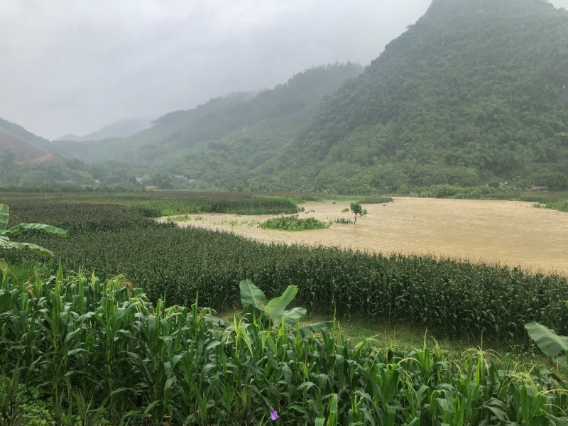 Mưa lũ gây thiệt hại nặng cho ngành Nông nghiệp Tuyên Quang