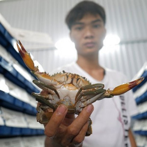 Người đầu tiên ở Hà Nội nuôi cua biển trong nhà