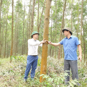 Để Tuyên Quang trở thành trung tâm chế biến gỗ của khu vực