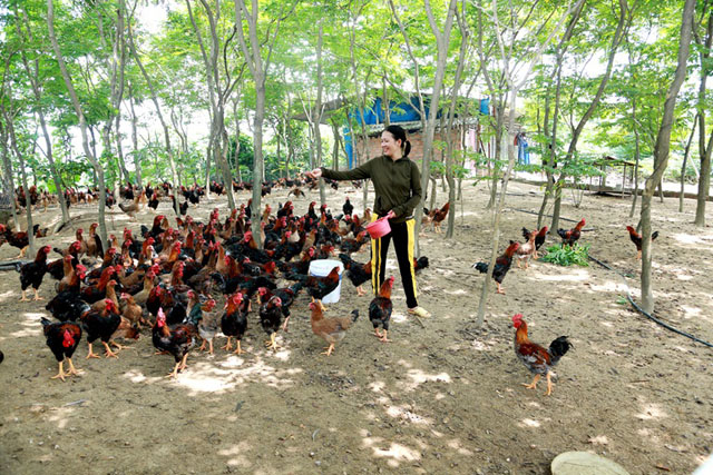 Nông dân 2019 Mô hình gà thả vườn 3 TRONG 1 siêu nhàn gà béo  rau xanh  thi nhau lớn