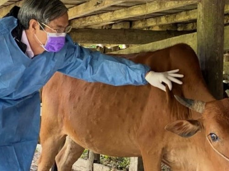 Zeal stille Ordliste Bệnh viêm da nổi cục xuất hiện ở nhiều địa phương của Đắk Nông » Kinh Tế  Nông Thôn
