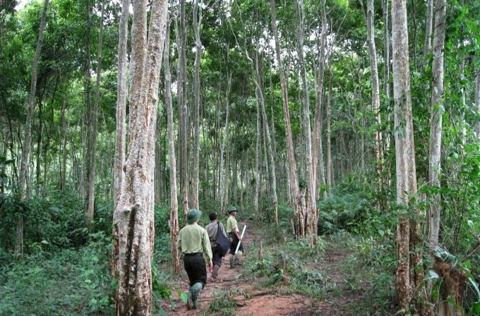 Toàn tỉnh Nghệ An đã có 10.288 ha rừng được cấp Chứng chỉ quản lý rừng bền vững (FSC) trên tổng số 170.000 ha rừng nguyên liệu