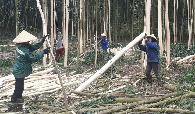 Việc được cấp Chứng chỉ rừng bền vững (FSC) giúp người dân được các doanh nghiệp ký kết bao tiêu sản phẩm với giá cả ổn định.