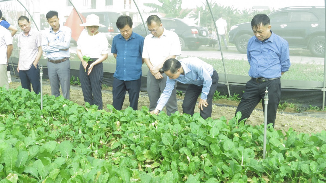 Các đại biểu thăm quan mô hình trồng rau của Hợp tác xã Dịch vụ Chăn nuôi Thái Sơn.