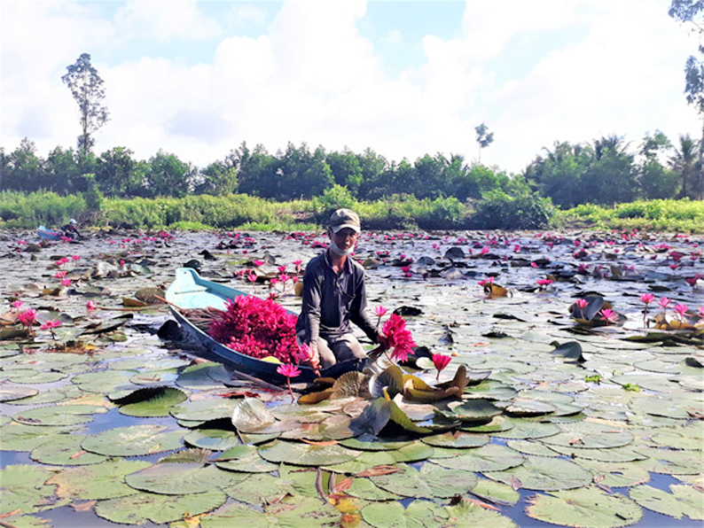 11-anh-khởi-hăng-hái-thu-hoạch-bông-súng-gửi-tặng-bếp-ăn-ảnh-kt.jpg