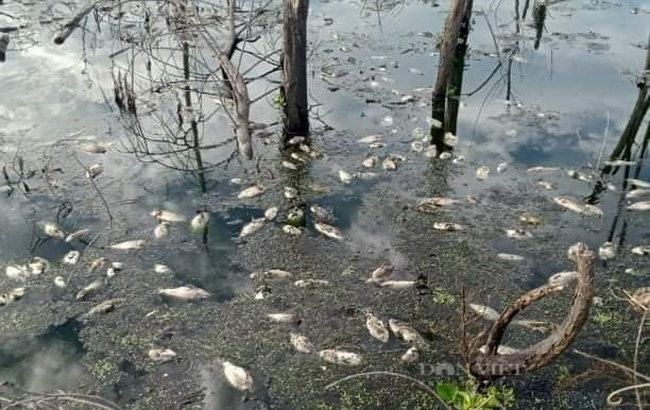 Việc xả thải vượt quy chuẩn của Cổ phần Chăn nuôi C.P Việt Nam - Chi nhánh đông lạnh Thừa Thiên - Huế khiến cá tự nhiên tại Khu công nghiệp Phong Điền (Thừa Thiên - Huế) chết hàng loạt (Ảnh: N.T.).