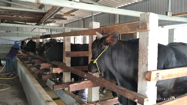 Văn Chấn Hiệu quả mô hình vỗ béo bò thịt trong nông hộ