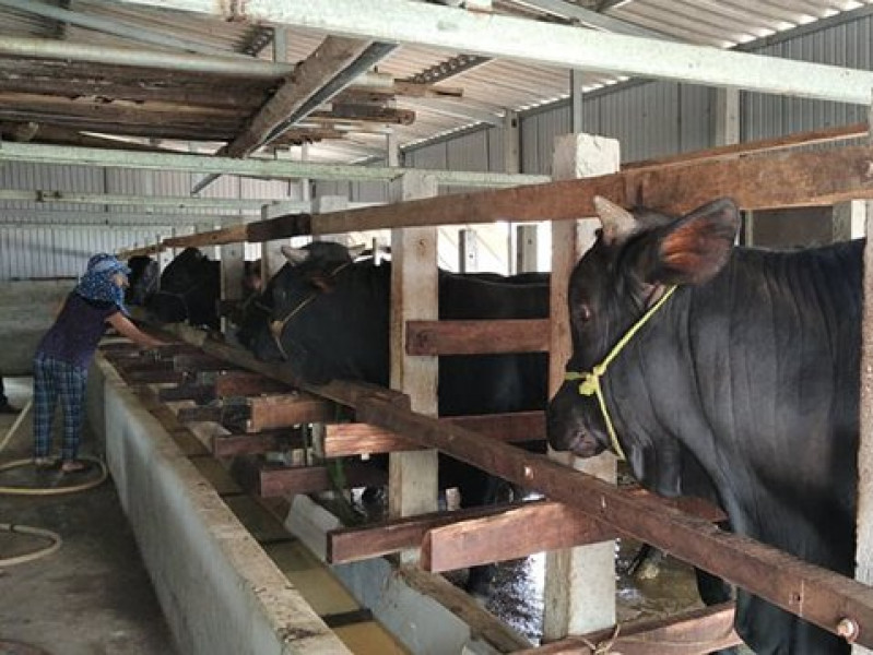 Mô hình kỹ thuật nuôi bò nhốt chuồng đúng quy chuẩn  Kỹ thuật nuôi trồng