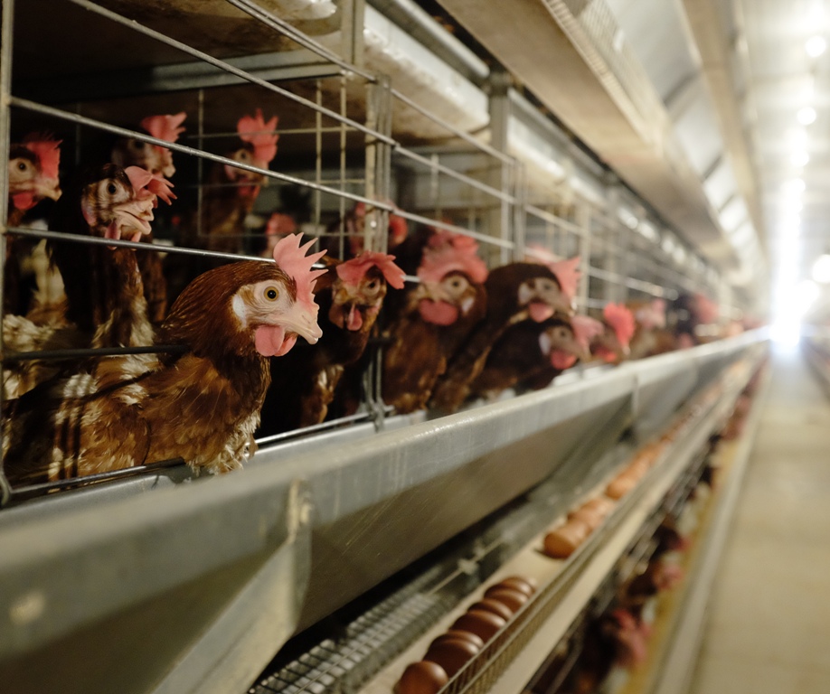 Trang trại chăn nuôi gà đẻ trứng được đầu tư hiện đại, an toàn sinh học