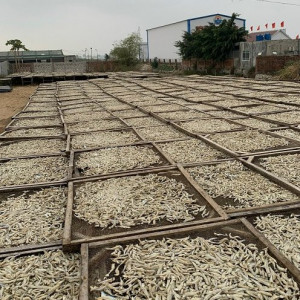 Cần sớm xử lý việc hấp, phơi cá gây ô nhiễm môi trường ở phường Quỳnh Dị
