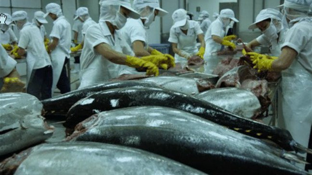 Xuất khẩu cá ngừ tăng đột biến