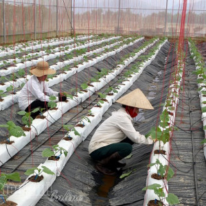 Kinh tế tập thể thúc đẩy nông thôn phát triển ở Điện Biên