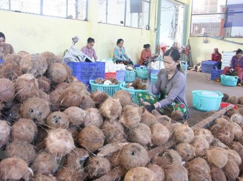 Trà Vinh: Các nhà vườn phấn khởi vì giá dừa khô tăng gấp đôi