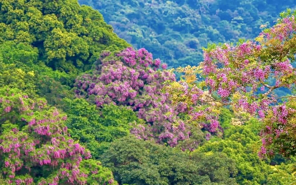 Màu sắc của hoa màn thát là điểm nhấn du lịch đặc sắc của vùng bán đảo Sơn Trà.