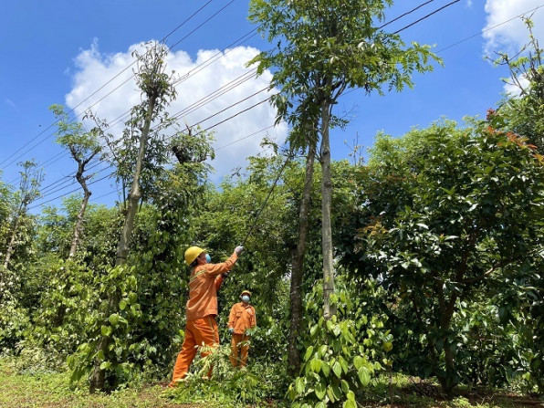 Công nhân PC Đắk Nông tỉa cây xanh để đảm bảo hành lang an toàn lưới điện