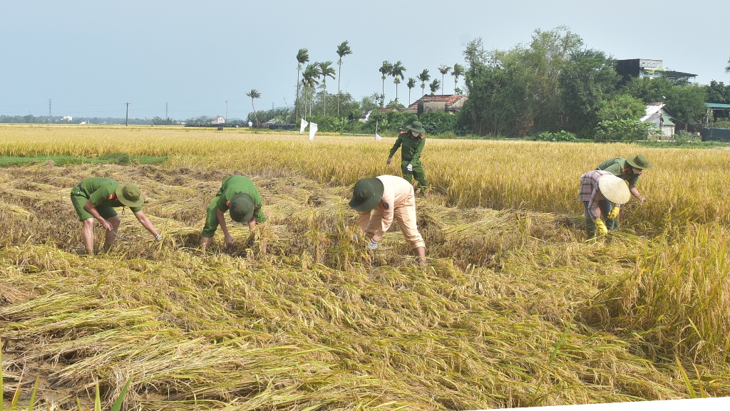 Đoàn viên, thanh niên Công an thị xã giúp nông dân thu hoạch lúa bị ngập úng, ngã đổ.