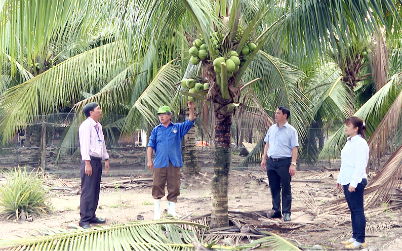 Cách trồng cây dừa sao cho nhanh bén đất