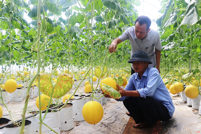 Đẩy mạnh liên kết trong sản xuất nông nghiệp ở xứ Tuyên