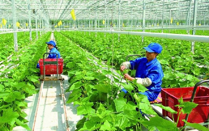 Nhiều tiềm năng từ thị trường tín chỉ carbon của nông nghiệp Việt Nam 