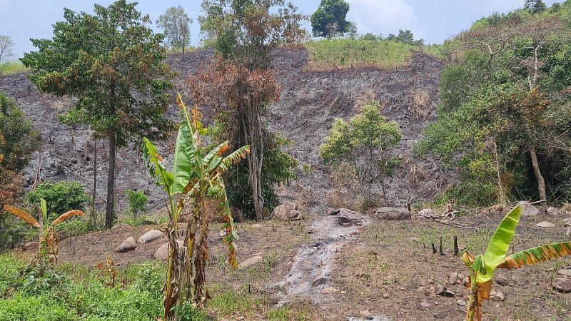 Hàng chục ha rừng tại huyện Lắk bị phá hoại để lấn chiếm đất