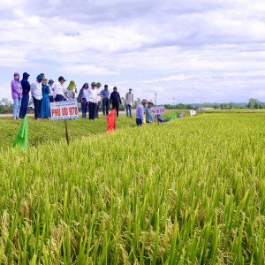 Nam Đàn tổ chức Hội thảo đầu bờ các giống lúa có tiềm năng vụ xuân năm 2022