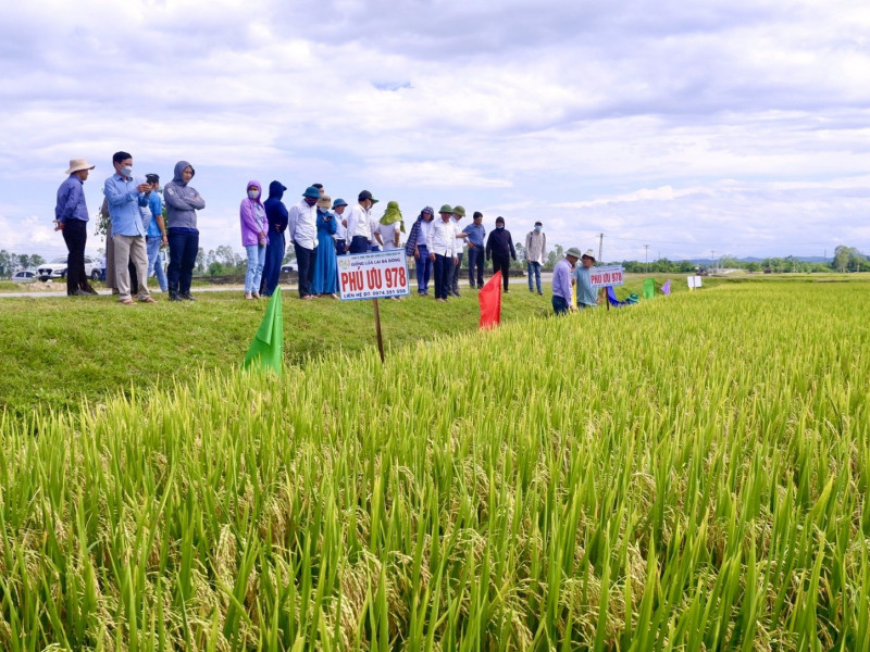 Nam Đàn tổ chức Hội thảo đầu bờ các giống lúa có tiềm năng vụ xuân năm 2022
