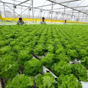 Hà Nội phân vùng sản xuất bảo đảm nguồn cung nông sản cho người dân