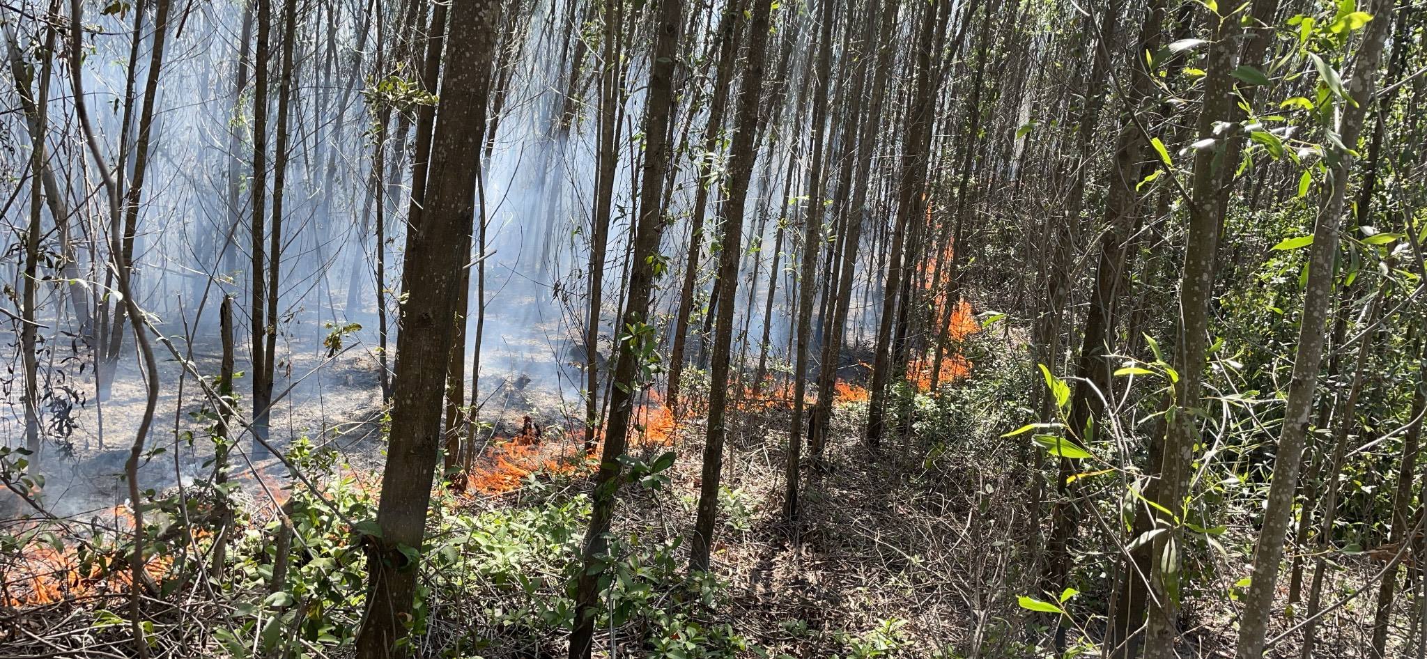 Xuất hiện đám cháy rừng mới tại Thừa Thiên - Huế.