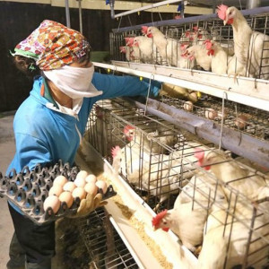 Giá TĂCN tăng, người nuôi gà ở Vĩnh Phúc vẫn thu lãi lớn