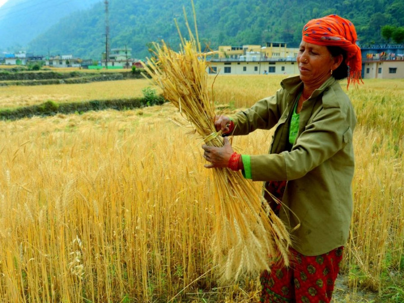 Ấn Độ cấm xuất khẩu lúa mì vì lo ngại an ninh lương thực