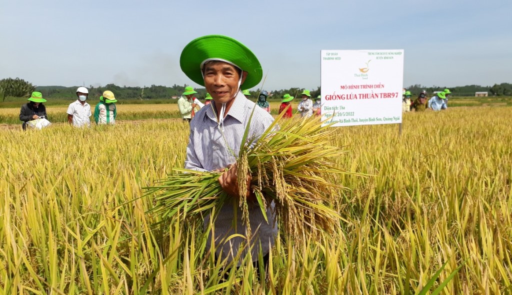 Năng suất giống lúa TBR97 ruộng trình diễn đạt 70 tạ/ha.