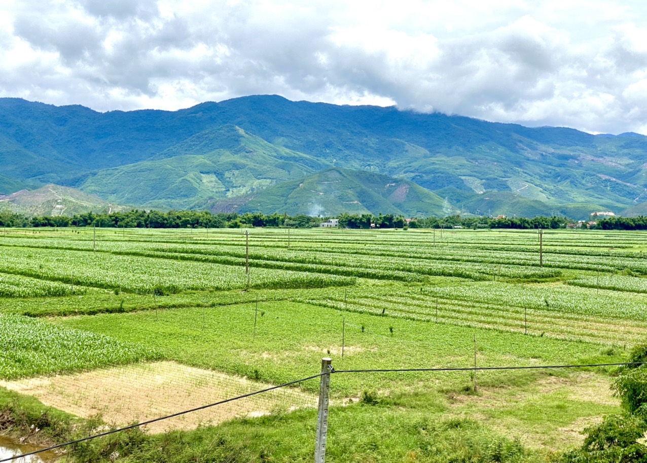Quảng Nam sẽ chuyển đổi 1.318ha đất lúa sang cây trồng khác.