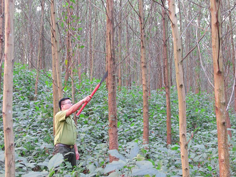 Hoà Bình triển khai giải pháp nâng cao giá trị kinh tế rừng