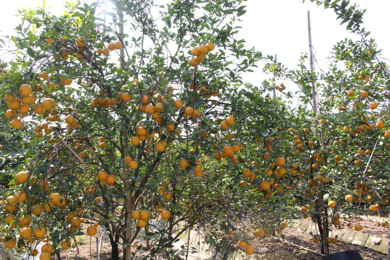 Vườn cam Xã Đoài đạt tiêu chuẩn VietGap ở xã Nghi Diên, Nghi Lộc.