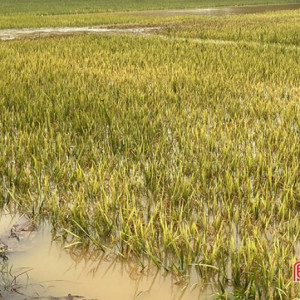 Nhiều diện tích lúa miền Trung bị ngập do mưa lớn