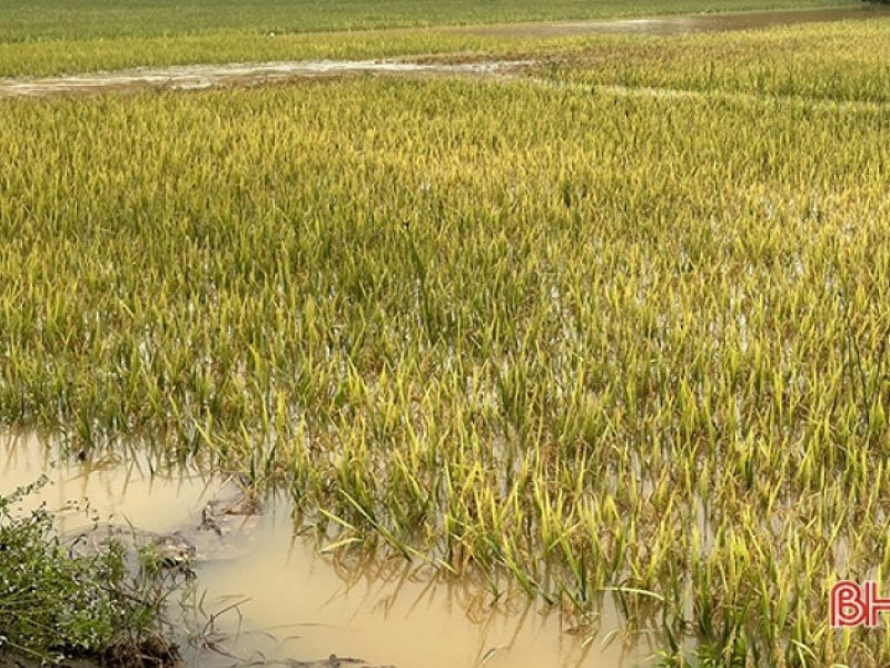Nhiều diện tích lúa miền Trung bị ngập do mưa lớn