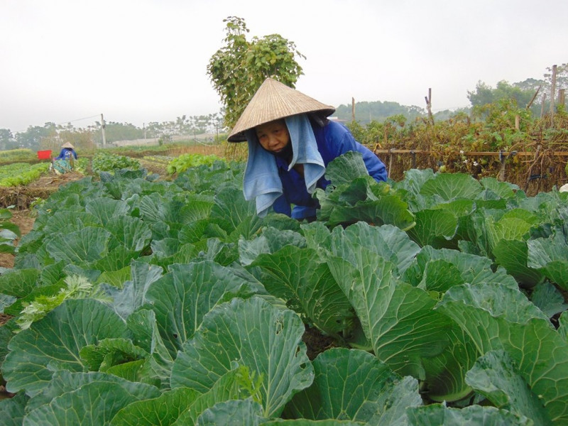 Bắc Giang gieo trồng gần 22.000ha cây vụ đông
