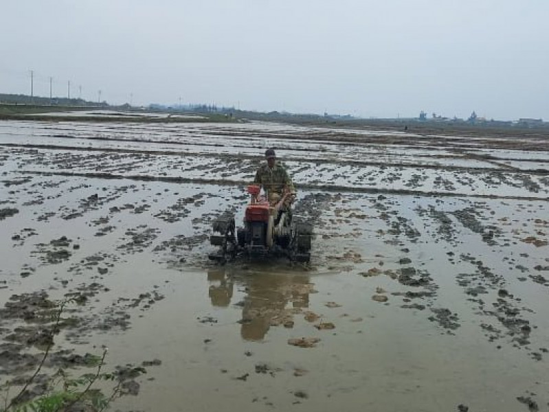 Hơn 30 tấn lúa giống có nguy cơ bị bỏ vì mưa lớn giờ thế nào?