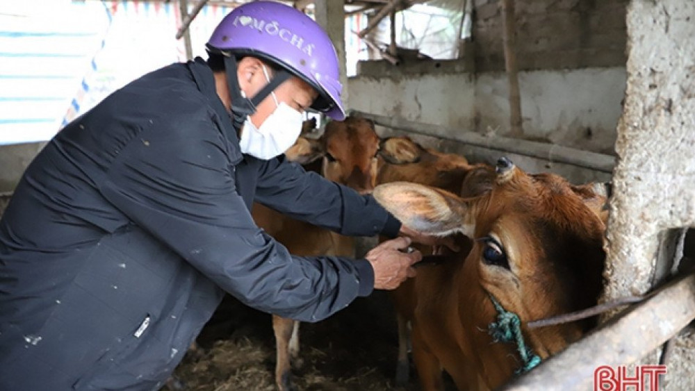 Các tỉnh miền Trung triển khai các biện pháp phòng chống dịch bệnh cho trâu, bò
