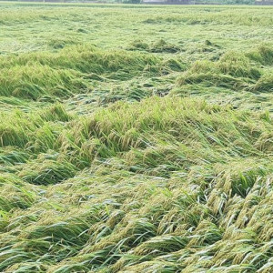 Quảng Trị thiếu giống lúa trầm trọng sau đợt mưa lũ trái mùa