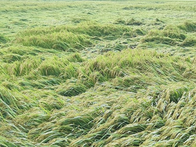 Quảng Trị thiếu giống lúa trầm trọng sau đợt mưa lũ trái mùa