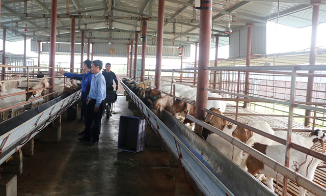 Giá dê hơi tăng lên ở mức cao  Tạp chí Chăn nuôi Việt Nam